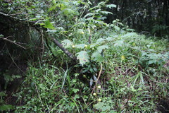 Solanum aculeatissimum