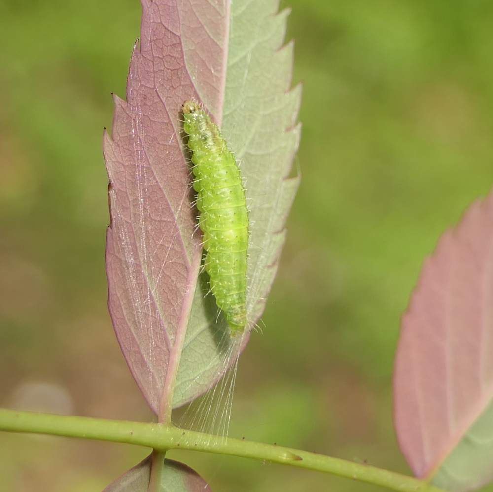 Rose Plume Moth