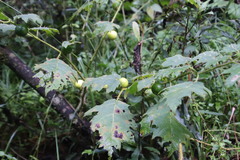 Solanum aculeatissimum