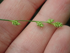 Carex canescens