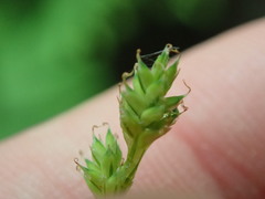 Carex canescens