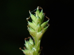 Carex canescens