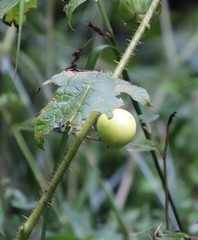 Solanum aculeatissimum