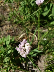 Allium geyeri