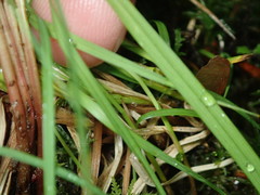 Carex canescens