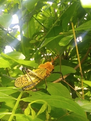 Taeniopoda varipennis