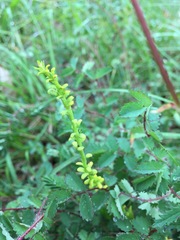 Pucciniaceae