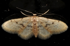 Idaea bonifata