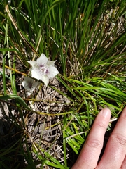 Calochortus elegans