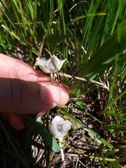 Calochortus elegans