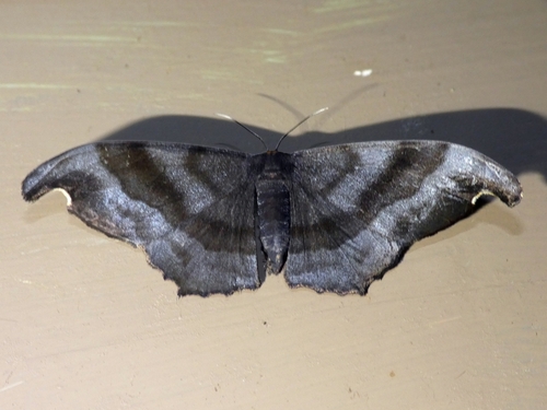 Black Looper photo 4