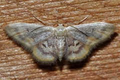 Idaea scintillularia