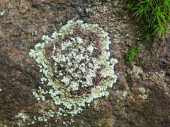 Arctoparmelia centrifuga