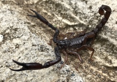 Chactas vanbenedenii