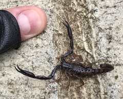 Chactas vanbenedenii