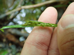 Carex leptonervia
