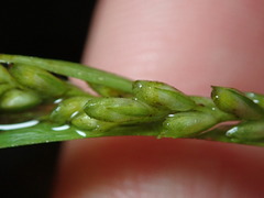 Carex leptonervia