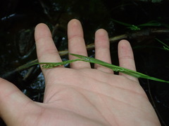 Carex leptonervia