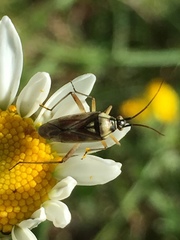Calocoris roseomaculatus