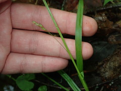 Carex leptonervia