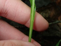 Carex leptonervia