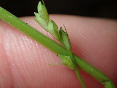 Carex leptonervia