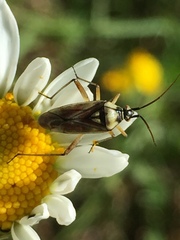 Calocoris roseomaculatus