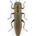 Agrilus puli - Photo (c) uitsiann, μερικά δικαιώματα διατηρούνται (CC BY-NC)