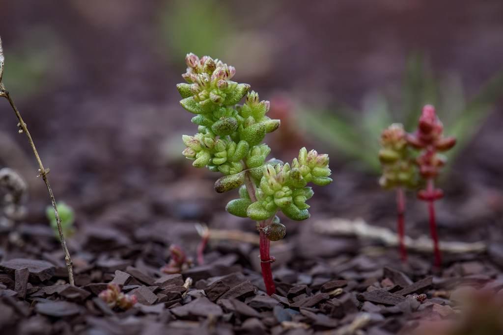 Crassula tetramera