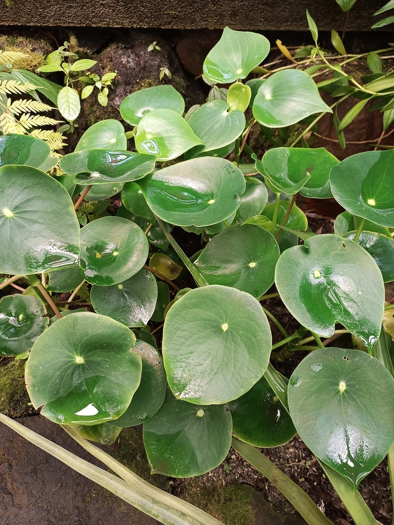 Peperomia polybotrya