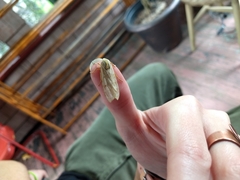 Halysidota tessellaris