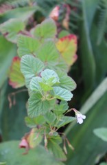 Pelargonium dispar