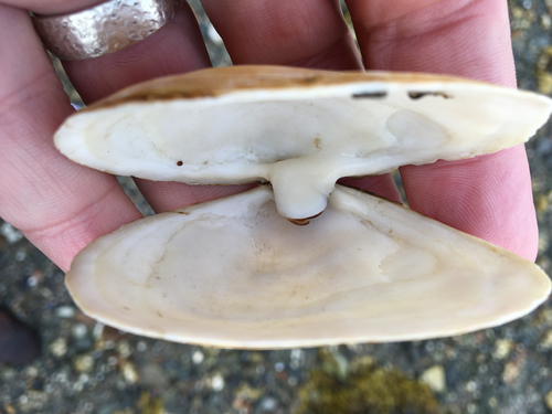 Soft-shelled Clam