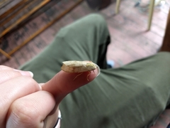 Halysidota tessellaris