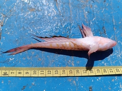 Phaeton Dragonet photo 3