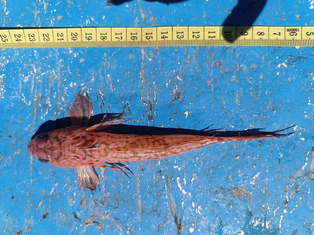 Phaeton Dragonet