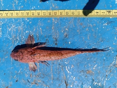 Phaeton Dragonet photo 1