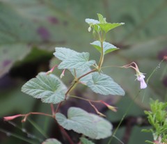 Pelargonium dispar