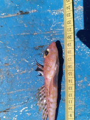 Phaeton Dragonet photo 2