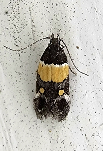 Orange-banded Triclonella photo 2