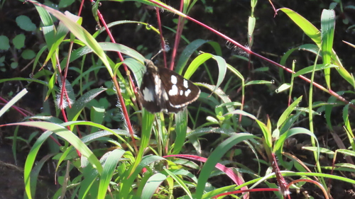 Photo of Grass Demon (Udaspes folus)