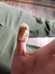 Halysidota tessellaris