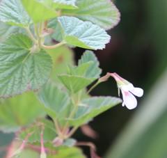Pelargonium dispar