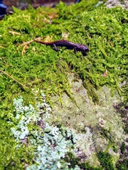 Pseudoeurycea leprosa