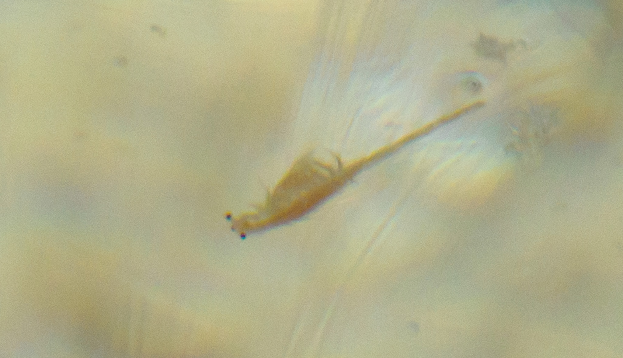 Artemia monica Verrill, 1869