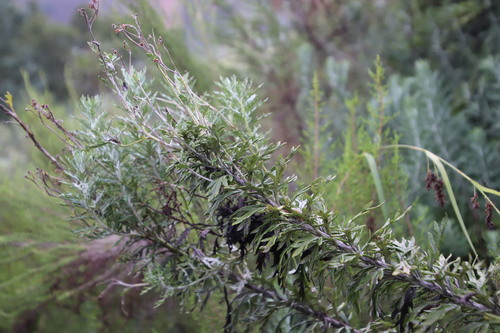 Image of Senecio haygarthii by (c) Tony Rebelo, some rights reserved (CC BY-SA)
