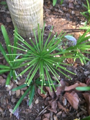 Agapanthus