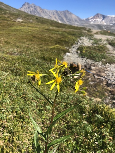Senecio sheldonensis