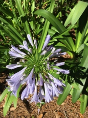 Agapanthus