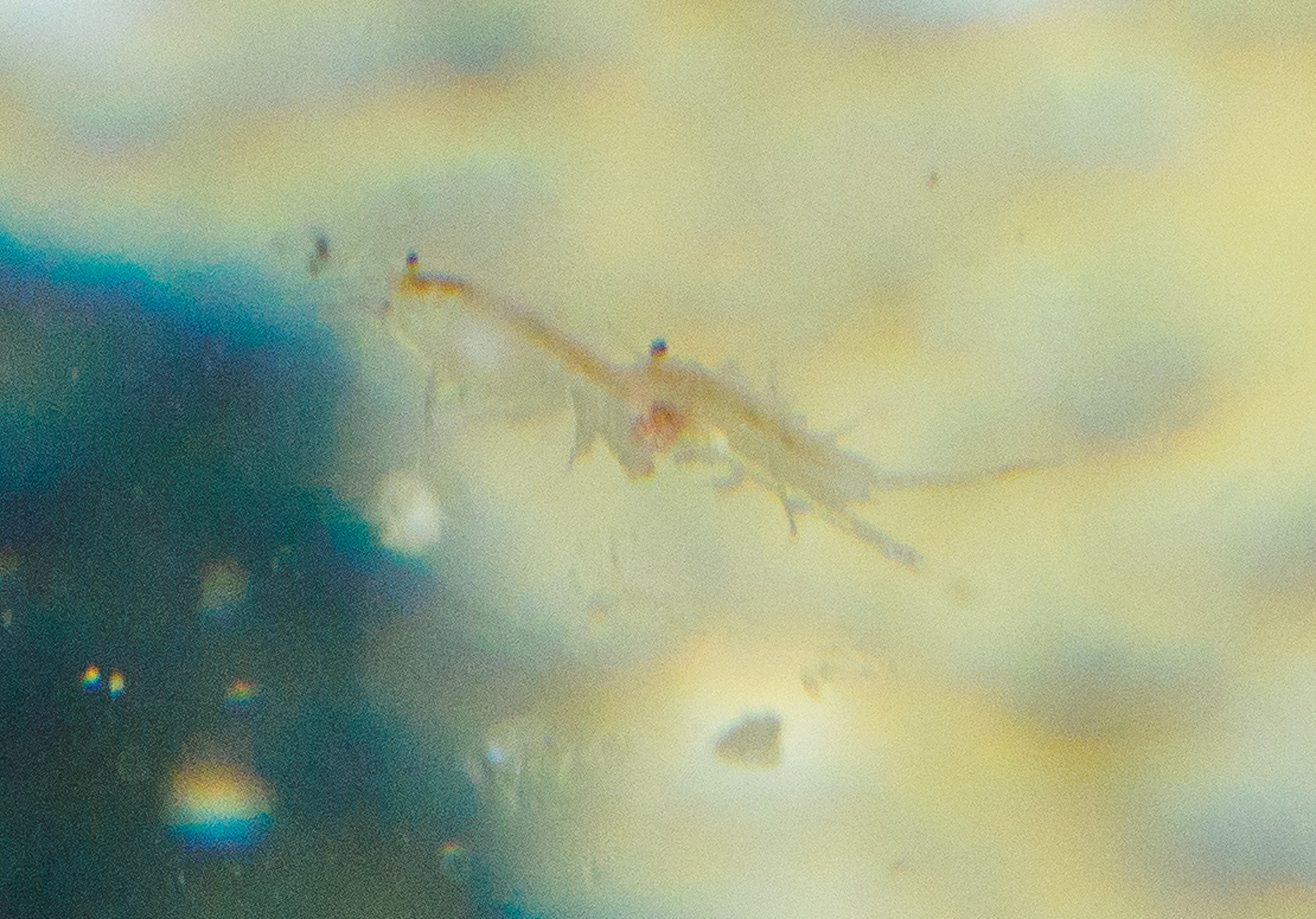 Artemia monica Verrill, 1869